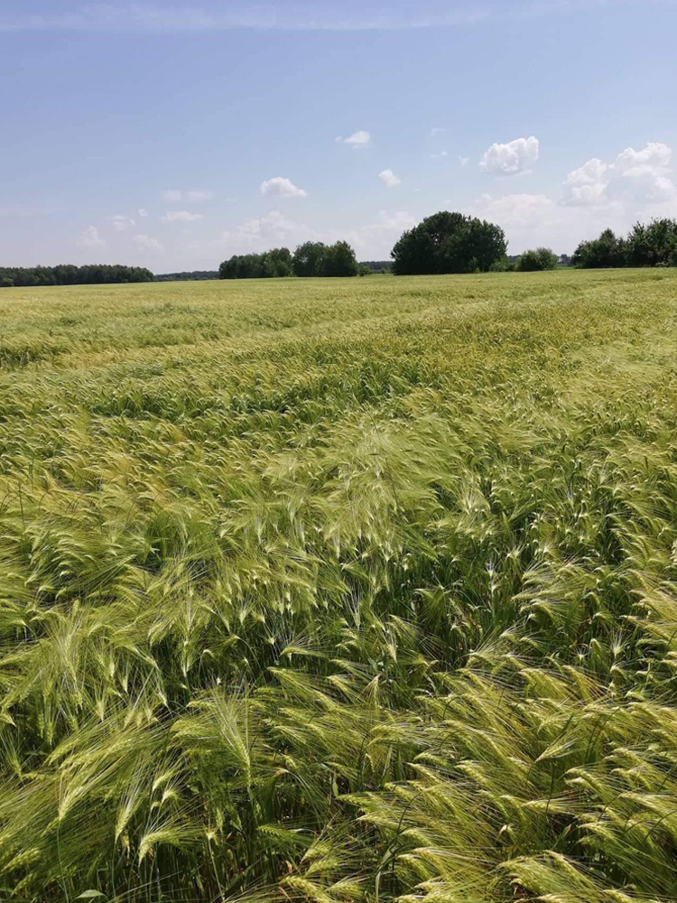 chi siamo carosello6