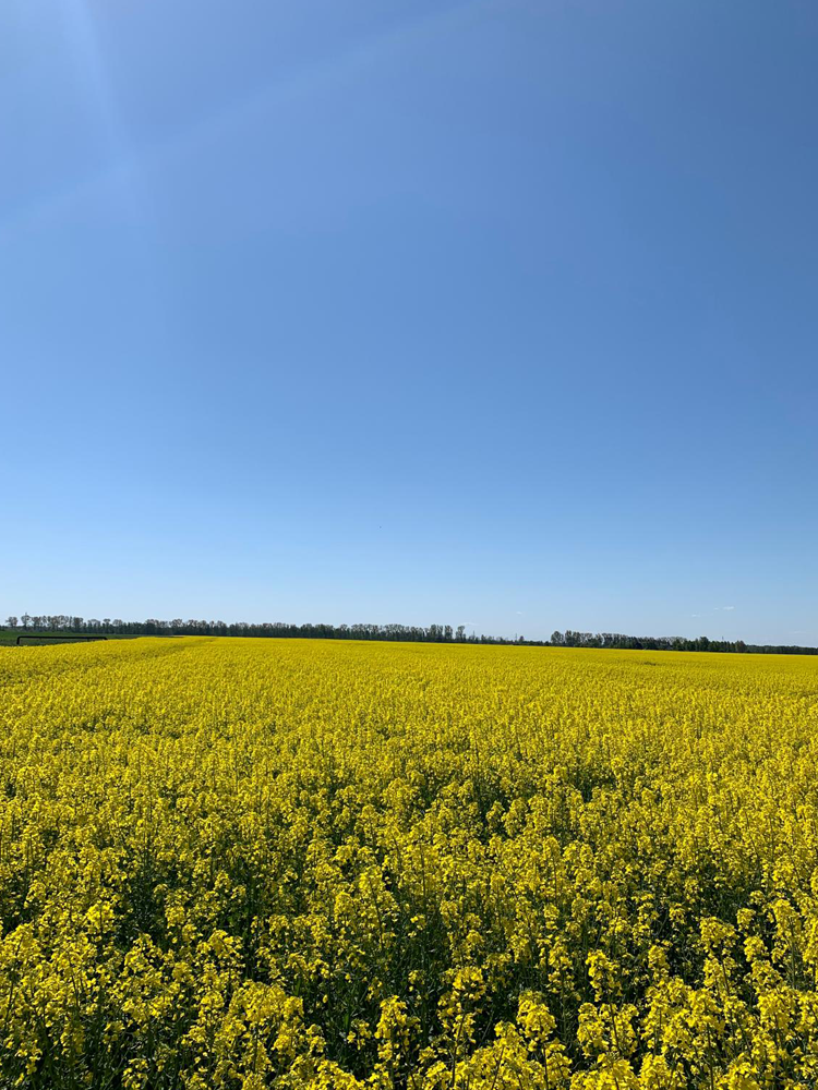 chi siamo carosello7